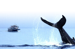 Voyages AML - Forfait 2 nuits et croisière aux baleines en famille à Tadoussac