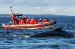 Forfait croisière aux baleines avec Vacances Essipit