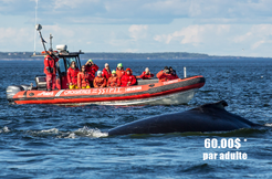 Vacances Essipit - Whale-watching tours package