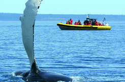 Croisières AML - Croisière aux baleines de 2h30 en Zodiac au départ de Tadoussac