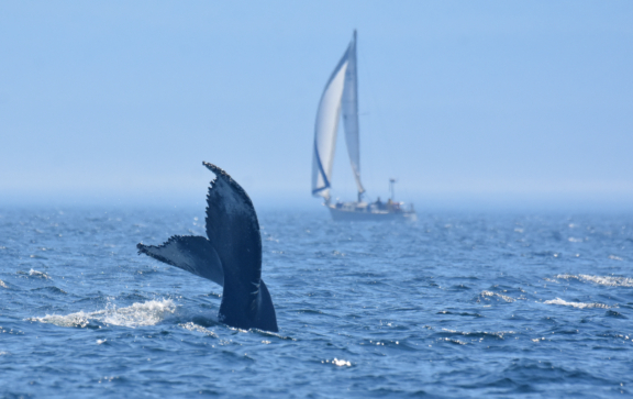 Treize espèces dans les eaux du Saint-Laurent