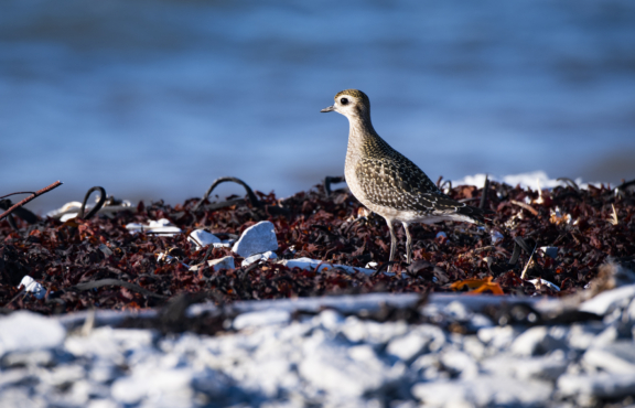 Un territoire exceptionnel pour l’ornithologie