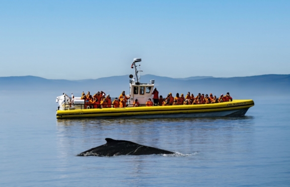 Observer les baleines sur la Côte-Nord