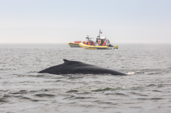 Croisières aux baleines : bateau ou zodiac