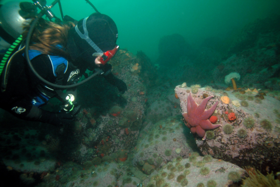 Le krill et le phytoplancton : au commencement de la vie marine