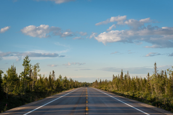 Animaux sur la route