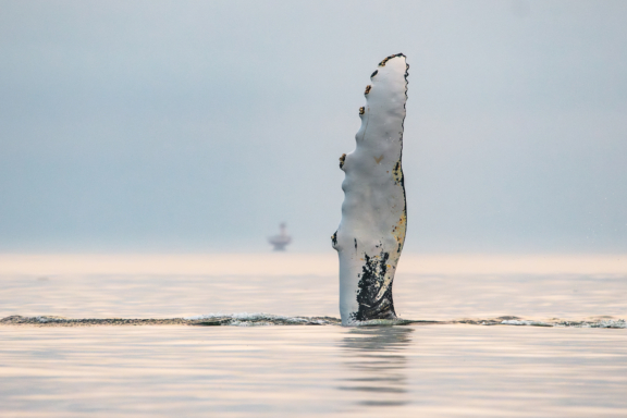 La Route des Baleines