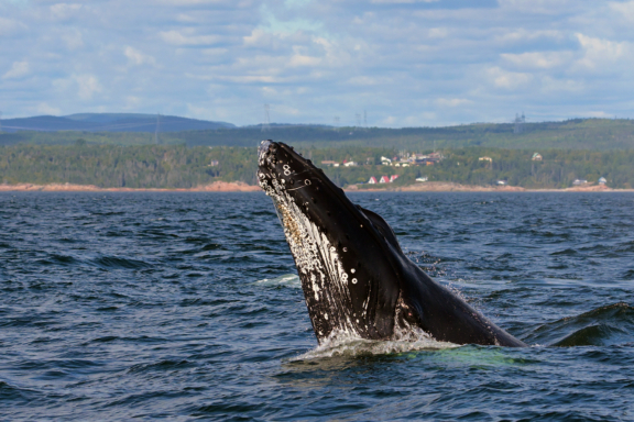 Baleines et croisières