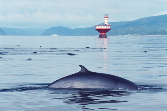 Viens voir les baleines!