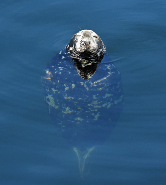 Baleines, phoques et vie marine