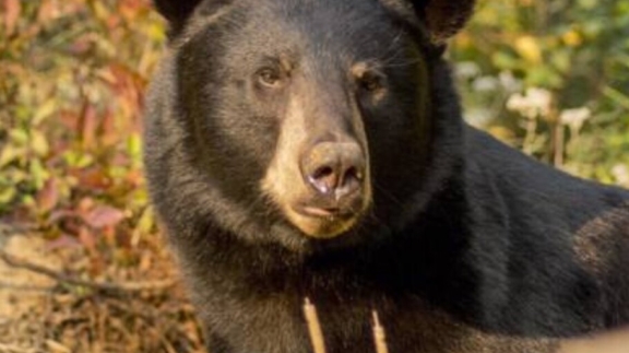 Croisières AML - Combo observation de l'ours noir & croisière aux baleines en Zodiac - À partir de 164,99$